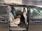 2020 Toyota Sienna XLE